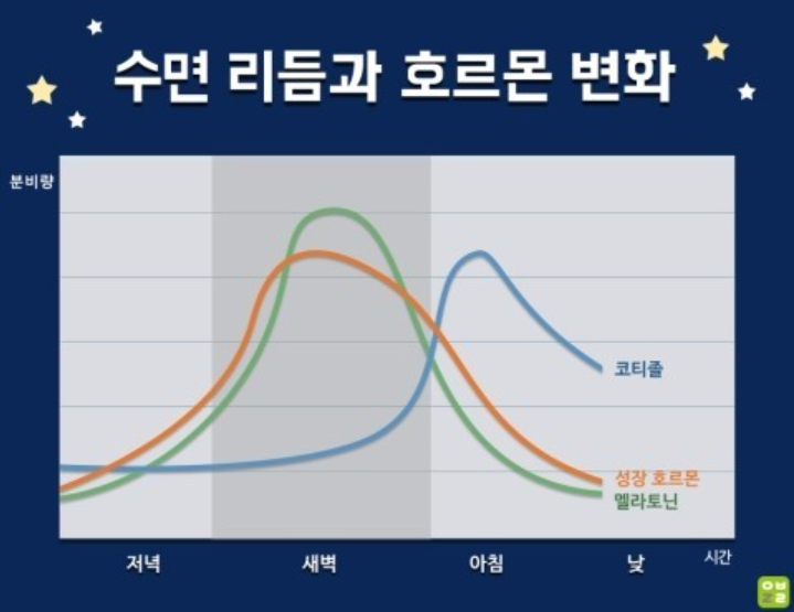 수면과 호르몬, 그리고 혈당변화