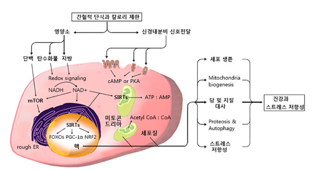 간헐적단식과 세포반응